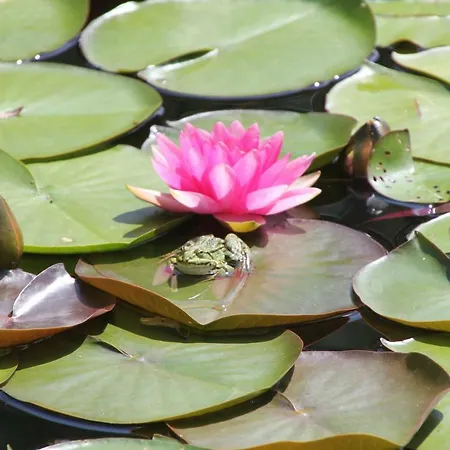 - Wohlfuehlambiente & Gartenparadies Apartman Modautal