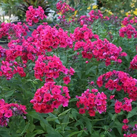 - Wohlfuehlambiente & Gartenparadies Apartman *