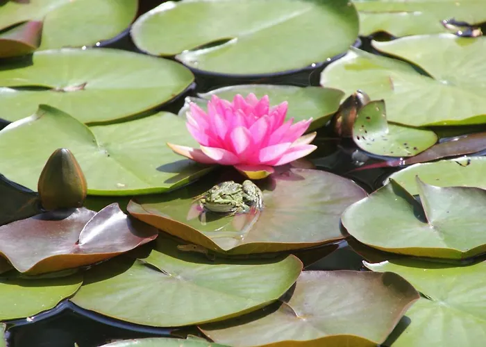 - Wohlfuehlambiente & Gartenparadies Lägenhet Modautal