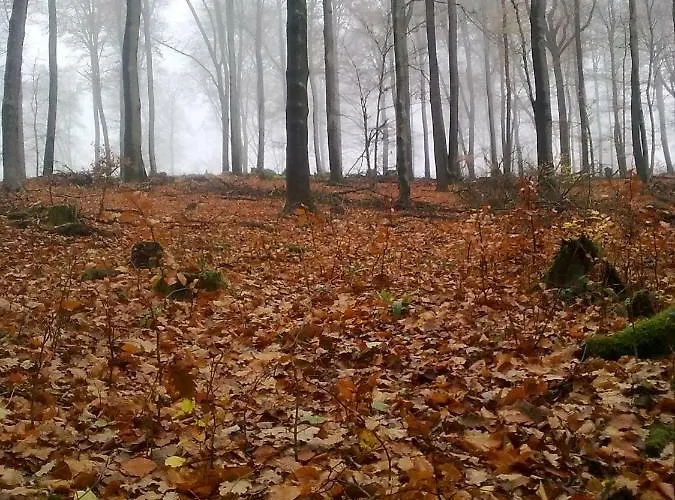 - Wohlfuehlambiente & Gartenparadies Lägenhet Modautal